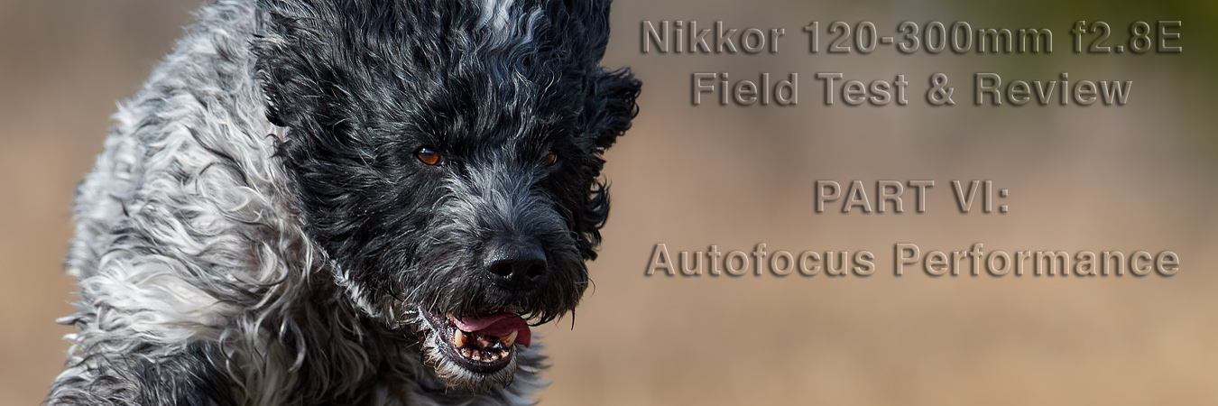 Nikkor 120-300mm f2.8E Field Test: Autofocus Performance