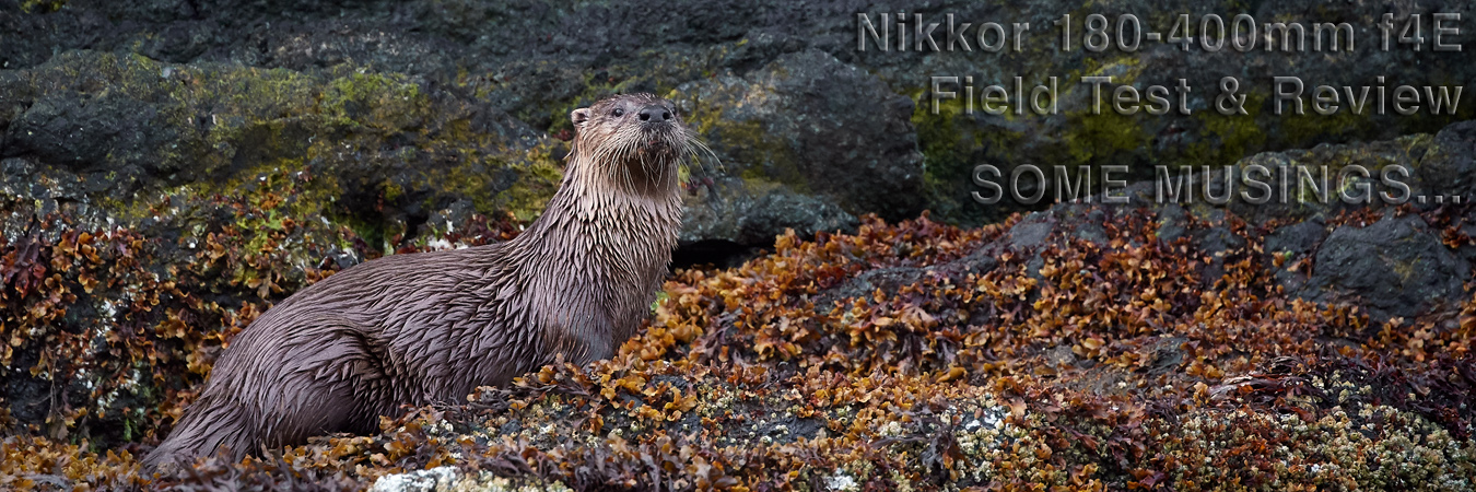 Nikkor 180-400mm f4E Field Test: Some Musings