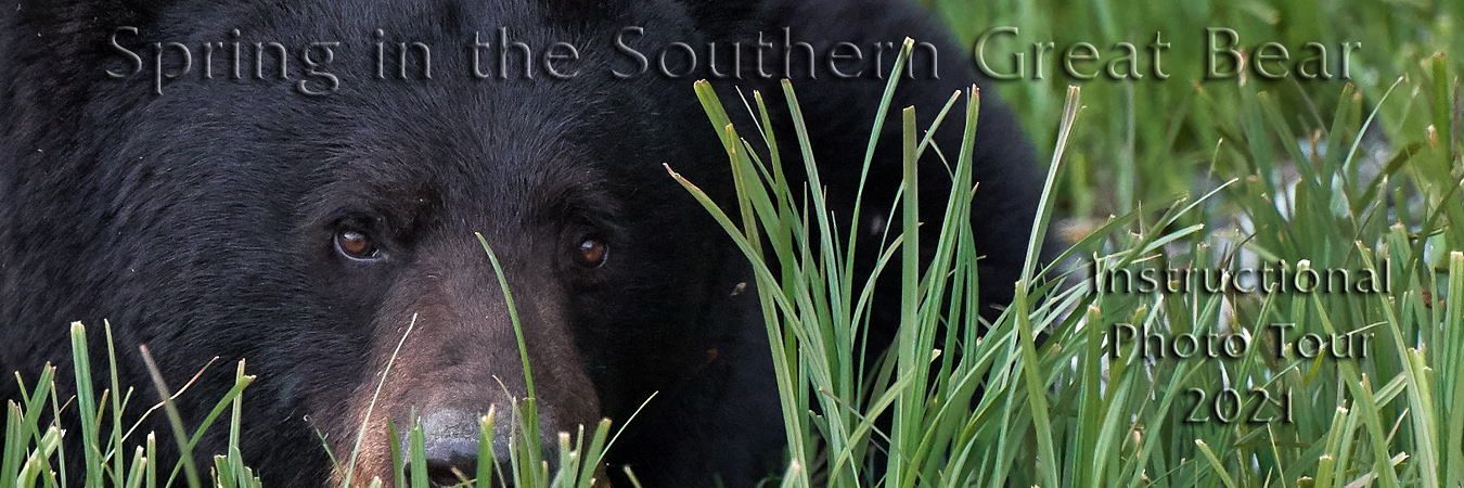 Spring in the Southern Great Bear 2021