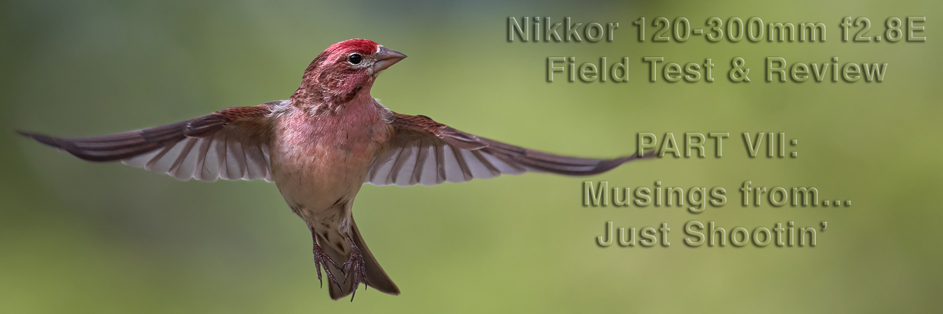 Nikkor 120-300mm f2.8E Field Test: Autofocus Performance