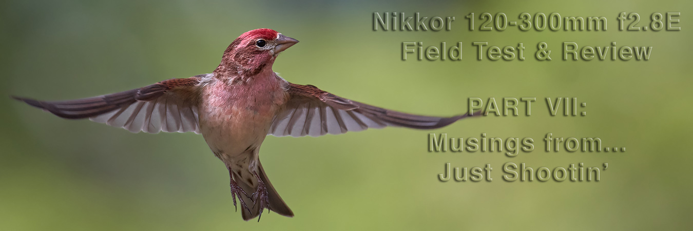 Nikkor 120-300mm f2.8E Field Test: Autofocus Performance