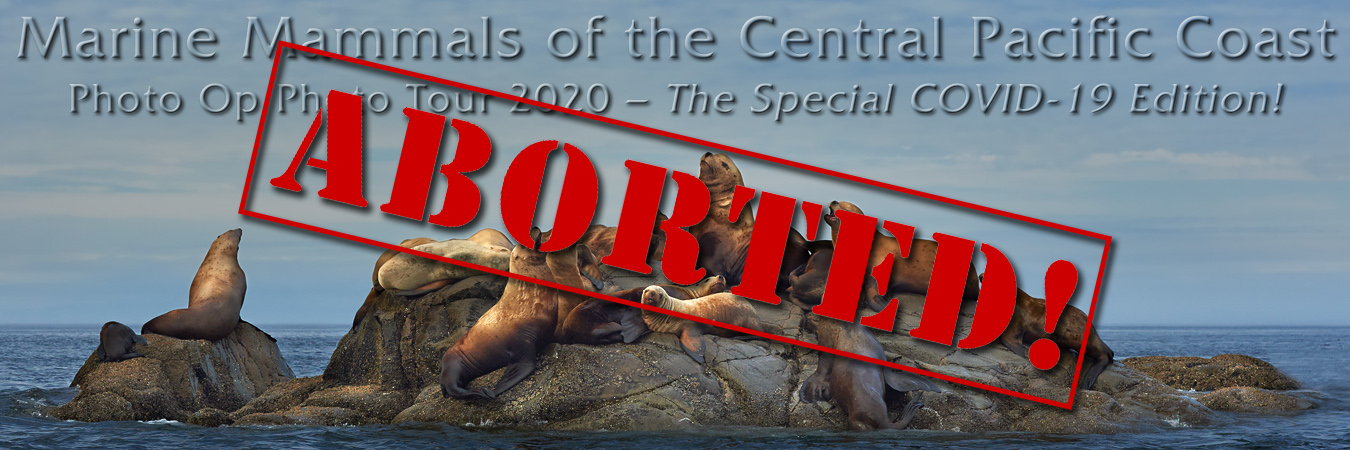 Marine Mammals 2020