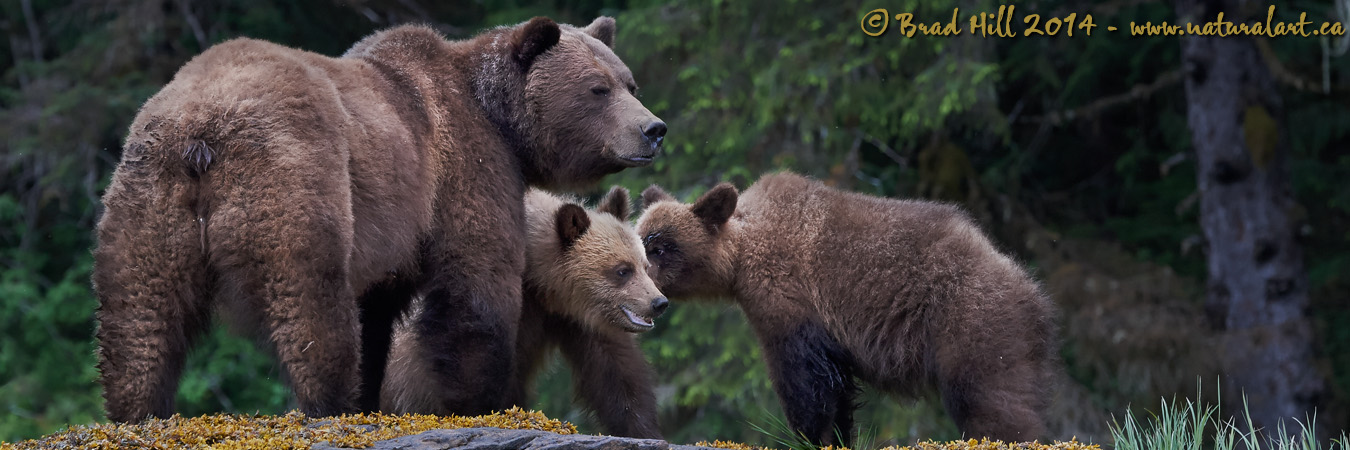 Grizzlies of the Khutzeymateen