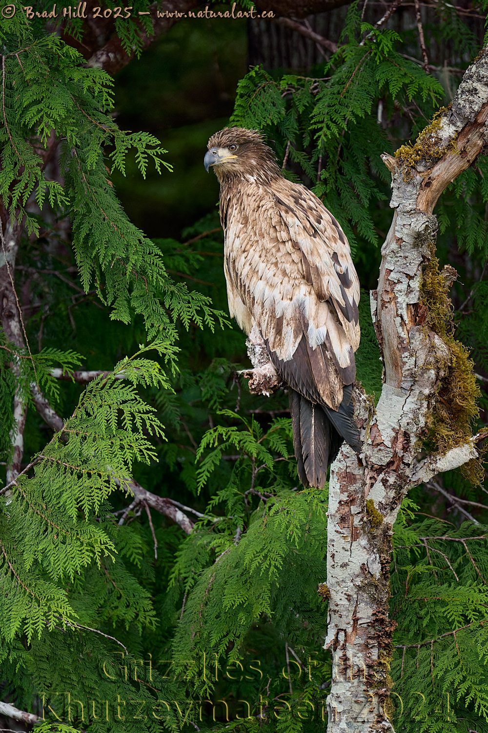 Juvenile Blond Bald Eagle