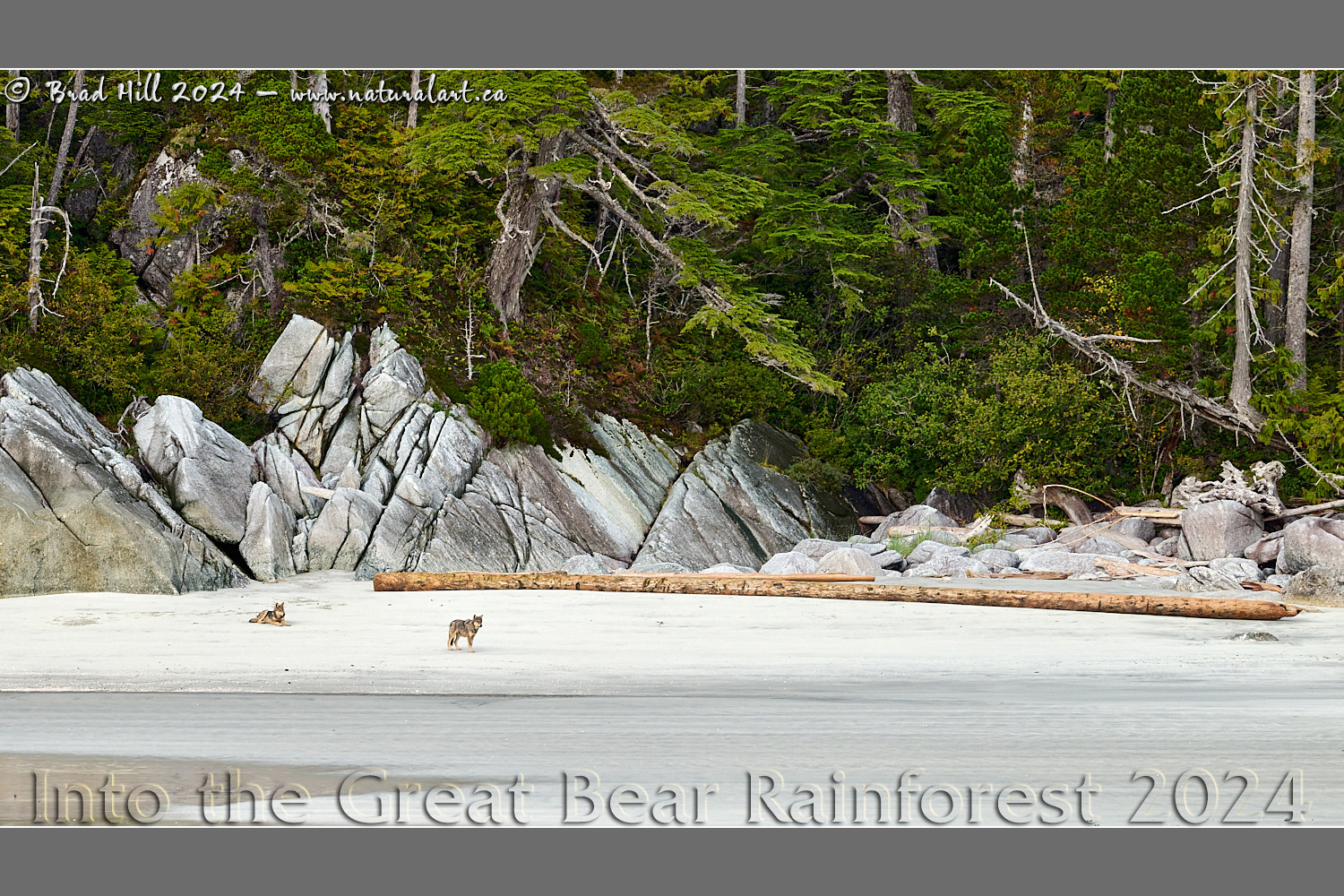 Beach Bums - Great Bear Rainforest Style