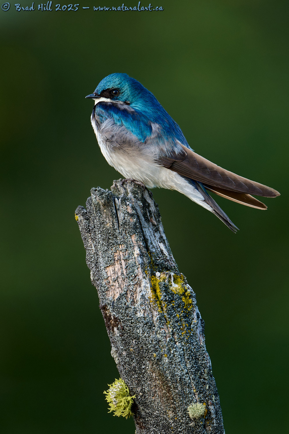 Blue, Brown and White on Green