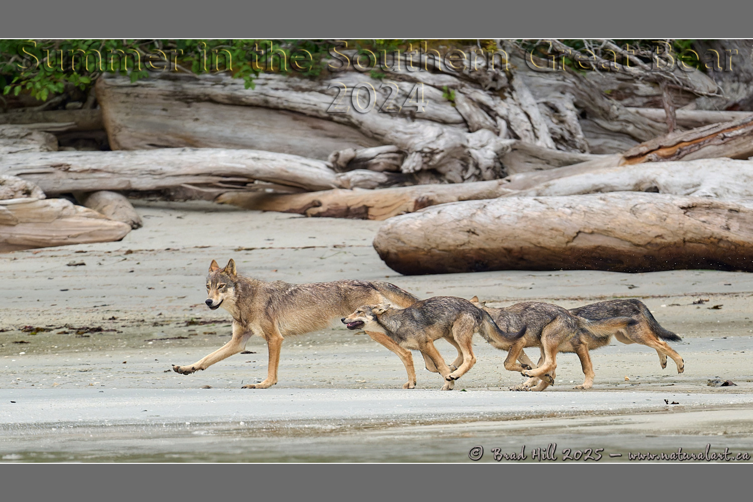 Follow the Leader - Gray Wolf Style!