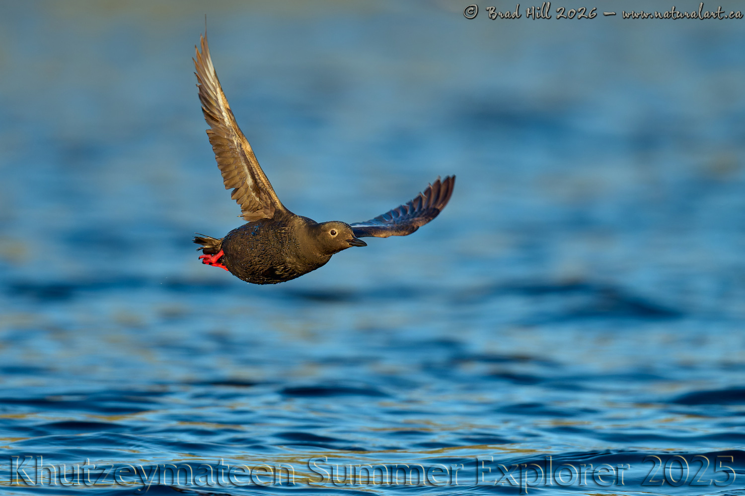 Caught in the Light - Pigeon Guillemot