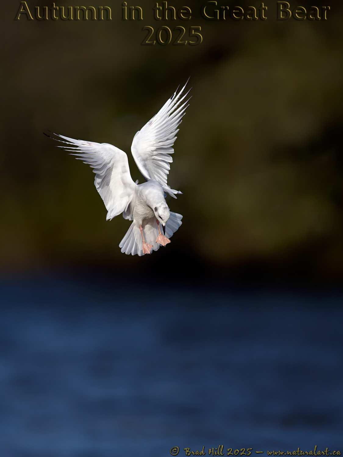 Bonaparte's Gull - Locked on Target