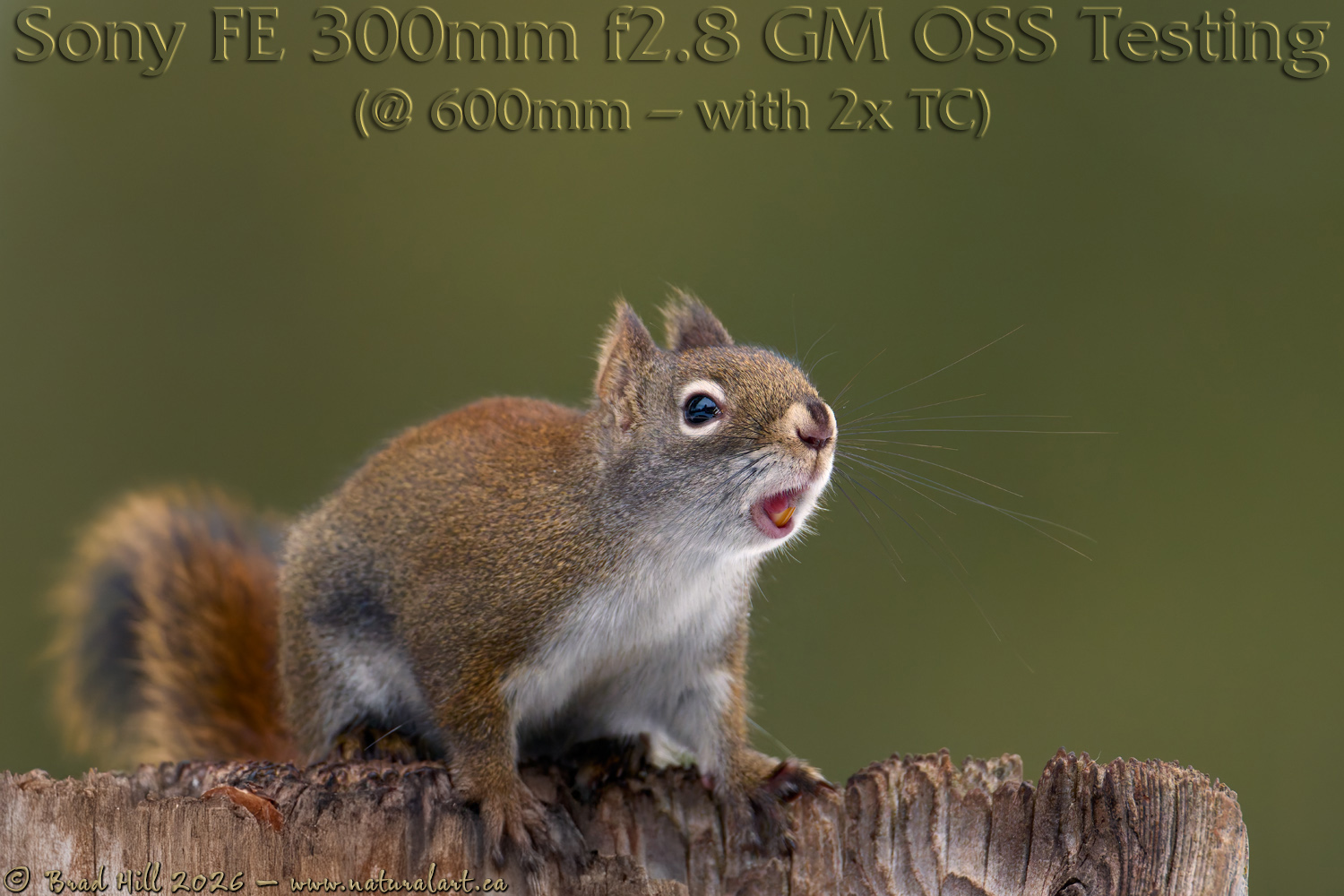Red Squirrel - A Little Lippy!