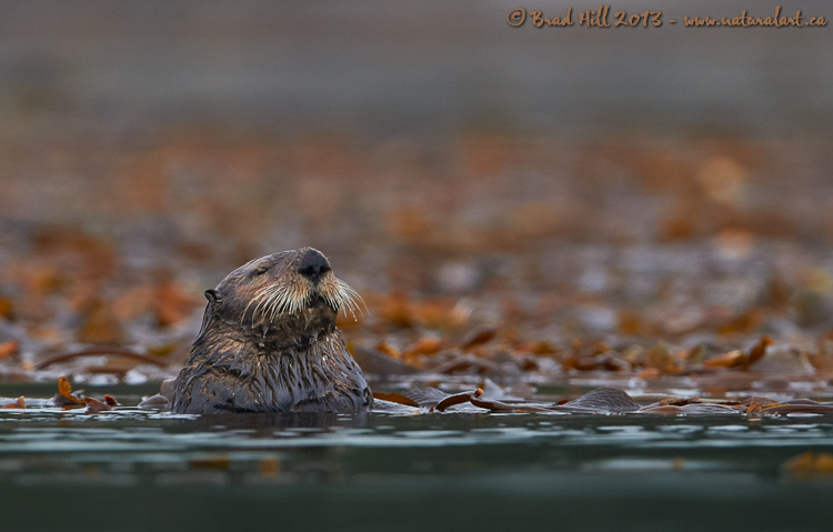 The Zen Otter