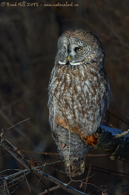 Great Gray Owl - Sunrise Sentinel