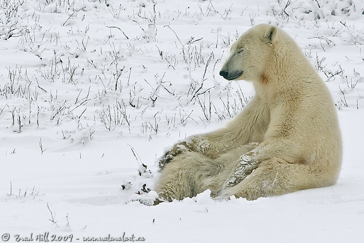 Yoga the Bear