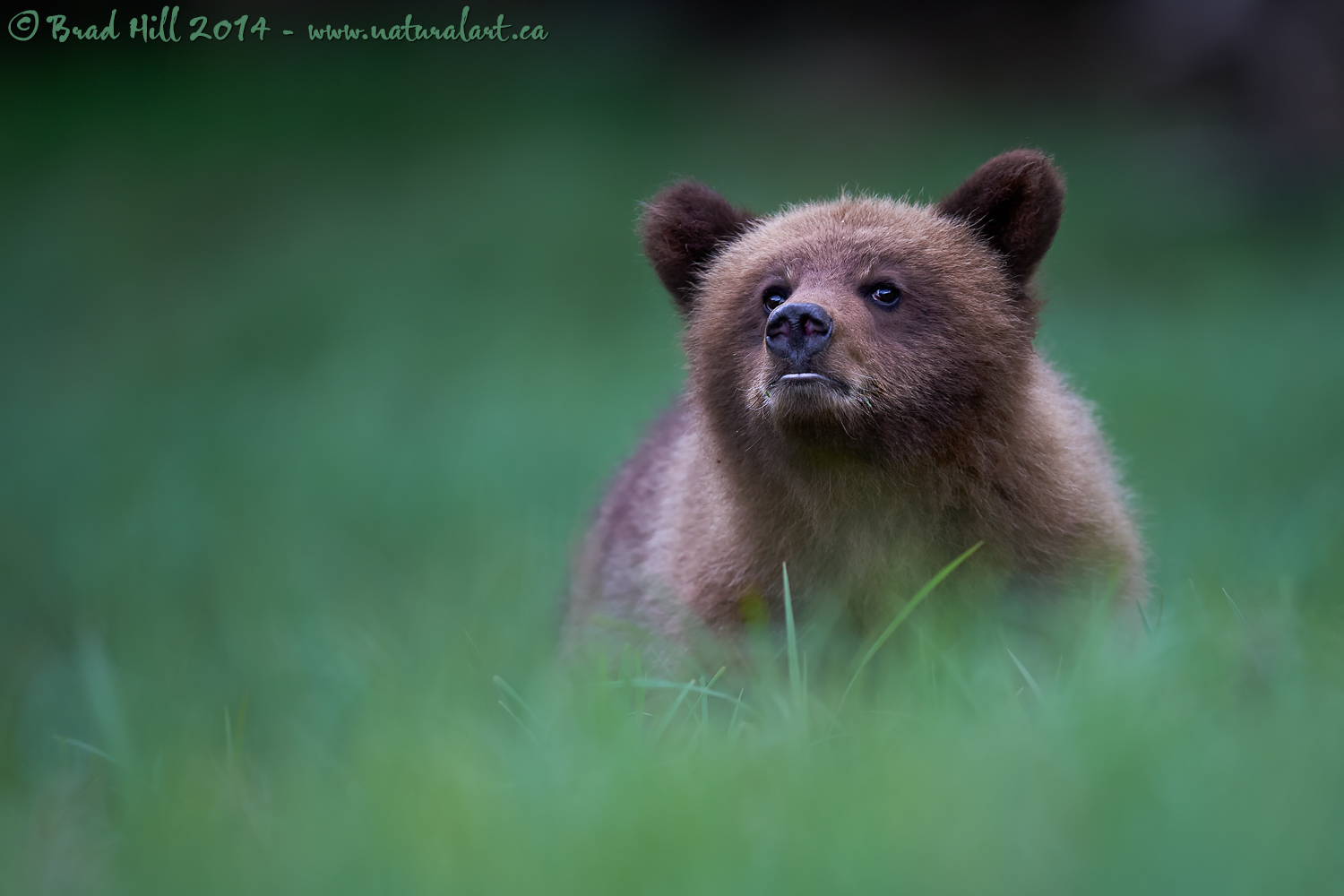 Khutzeymateen 2014 - Year of the Cub!