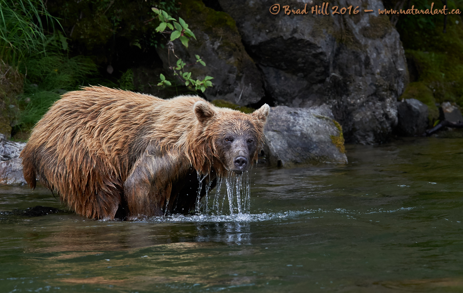 The Water Beard