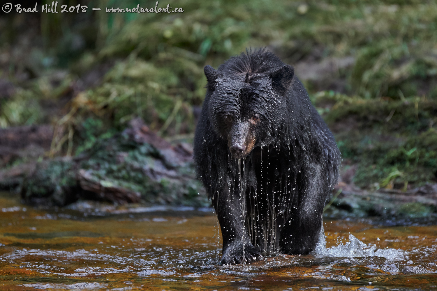 Salmon Fishing - It's a Wet, Wet Job!