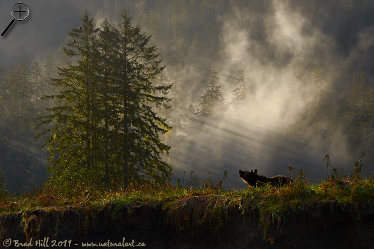 Autumn Sunrise in the Great Bear Rainforest