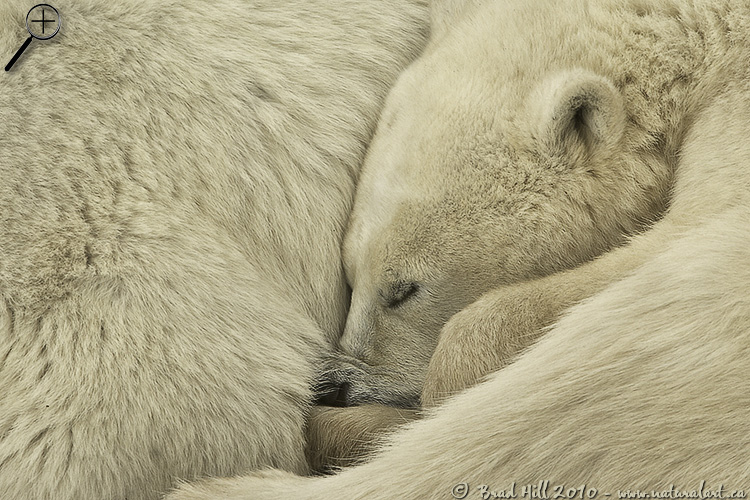 Textures of the Tundra