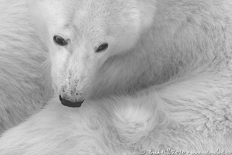 Grooming - Black & White