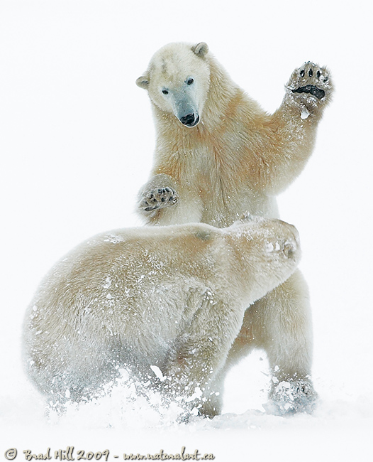 Spirit of the Tundra