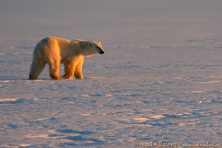 Golden Bear in Arctic Sunrise