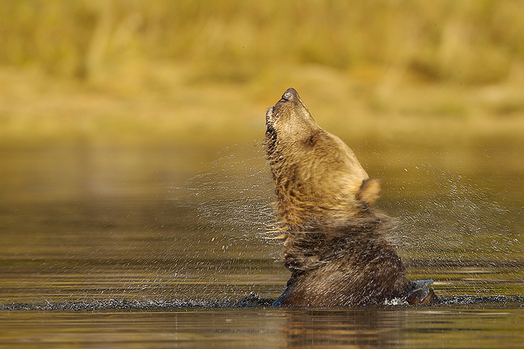 Shakin' and Swimmin'
