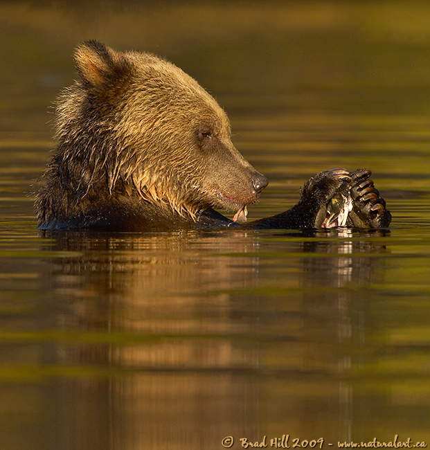 One Focused Bear!