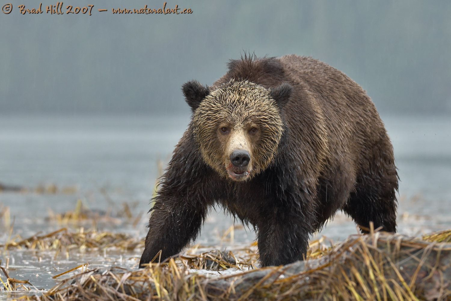 Prowling the Shoreline