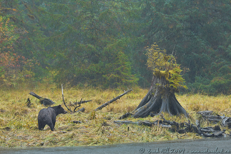 The Great Bear Rainforest
