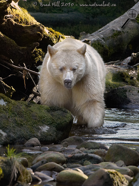 Spirit Bear Fishing in Stream