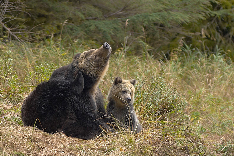 Grizzly Mother Scratching with Cub