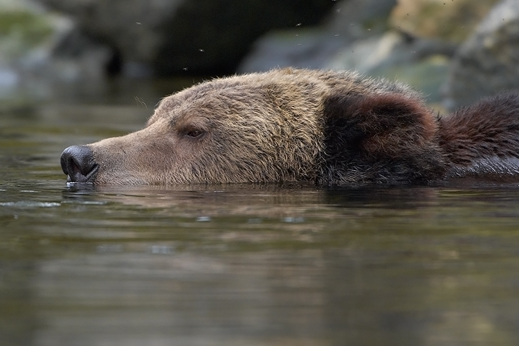 Grizzly Imitating a Crocodile