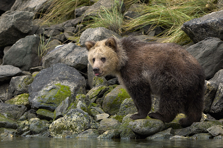 Grizzly Cub Along Estuary Edge