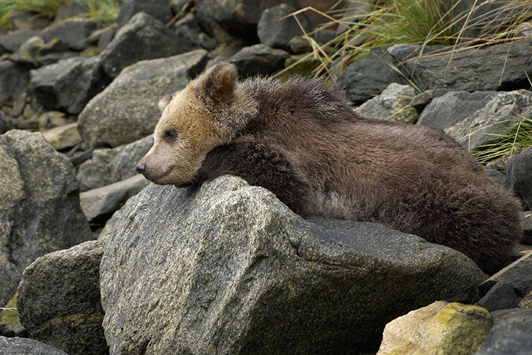 Grizzly Cub Contemplating Life