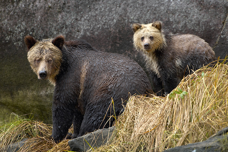 Grizzly Mother and Cub on Estuary