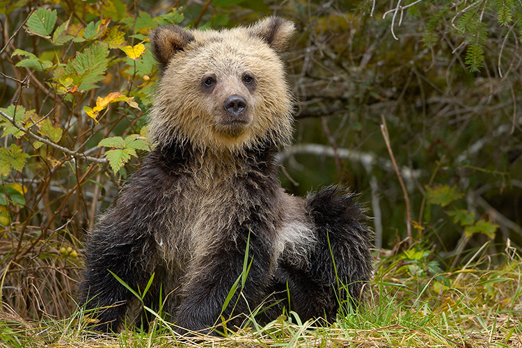 Grizzly Cub Scratching Belly