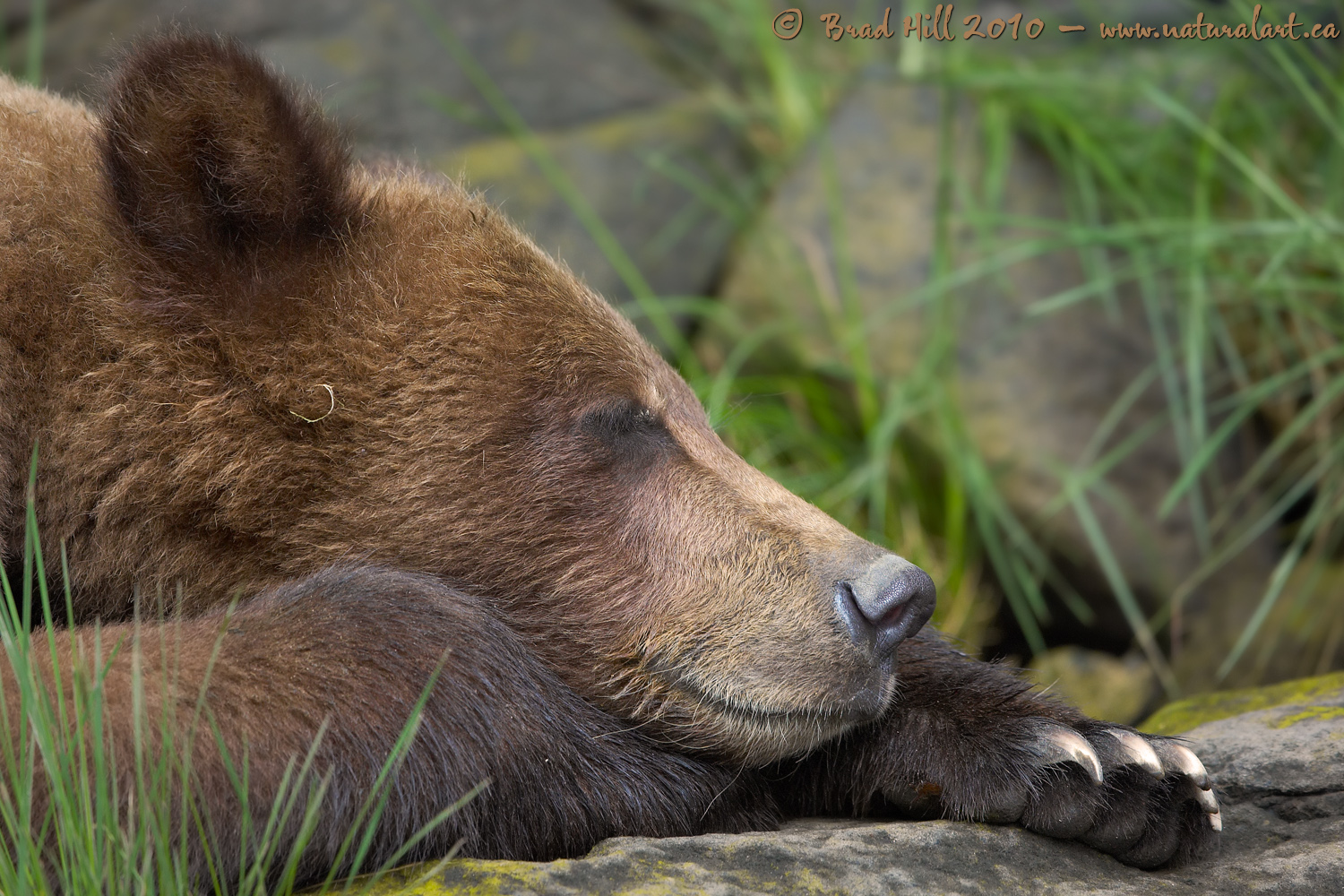 Snoozin' in the Khutzeymateen