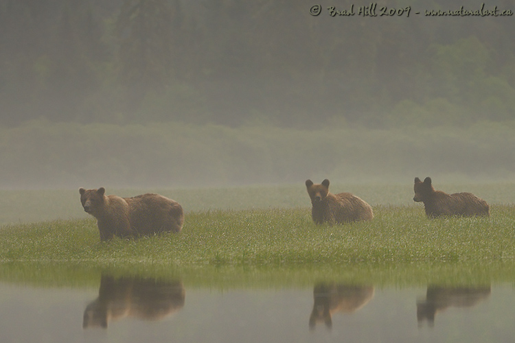 Grizzlies in the Mist