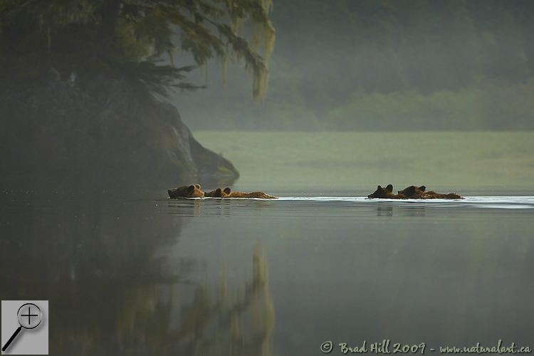Misty Morning Dip