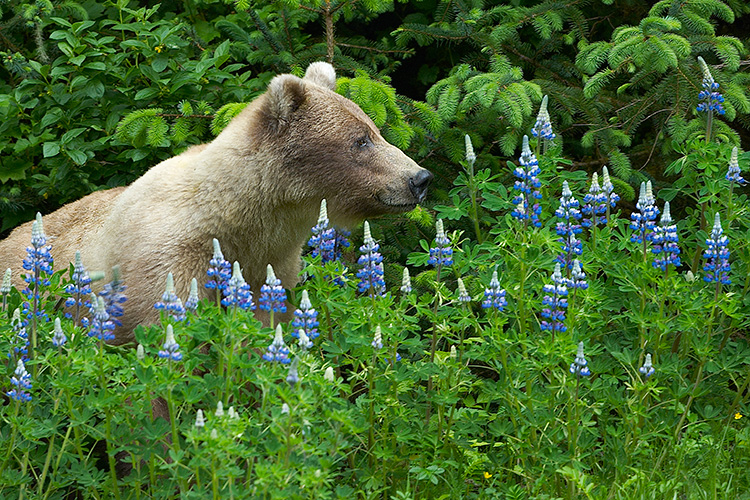 Blonde Grizzly in Blue-pod Lupine
