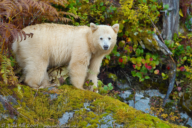 Spirit Bear in Garden of Nature