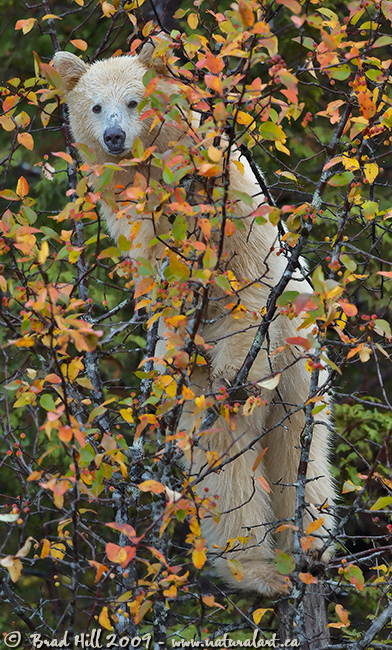 Curious Kermode in Crabapple