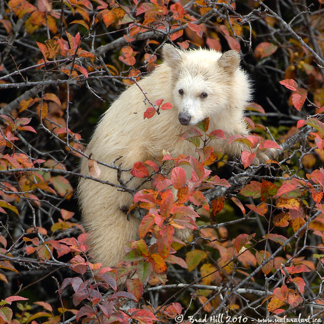 Kermode Cub in Fall Foliage