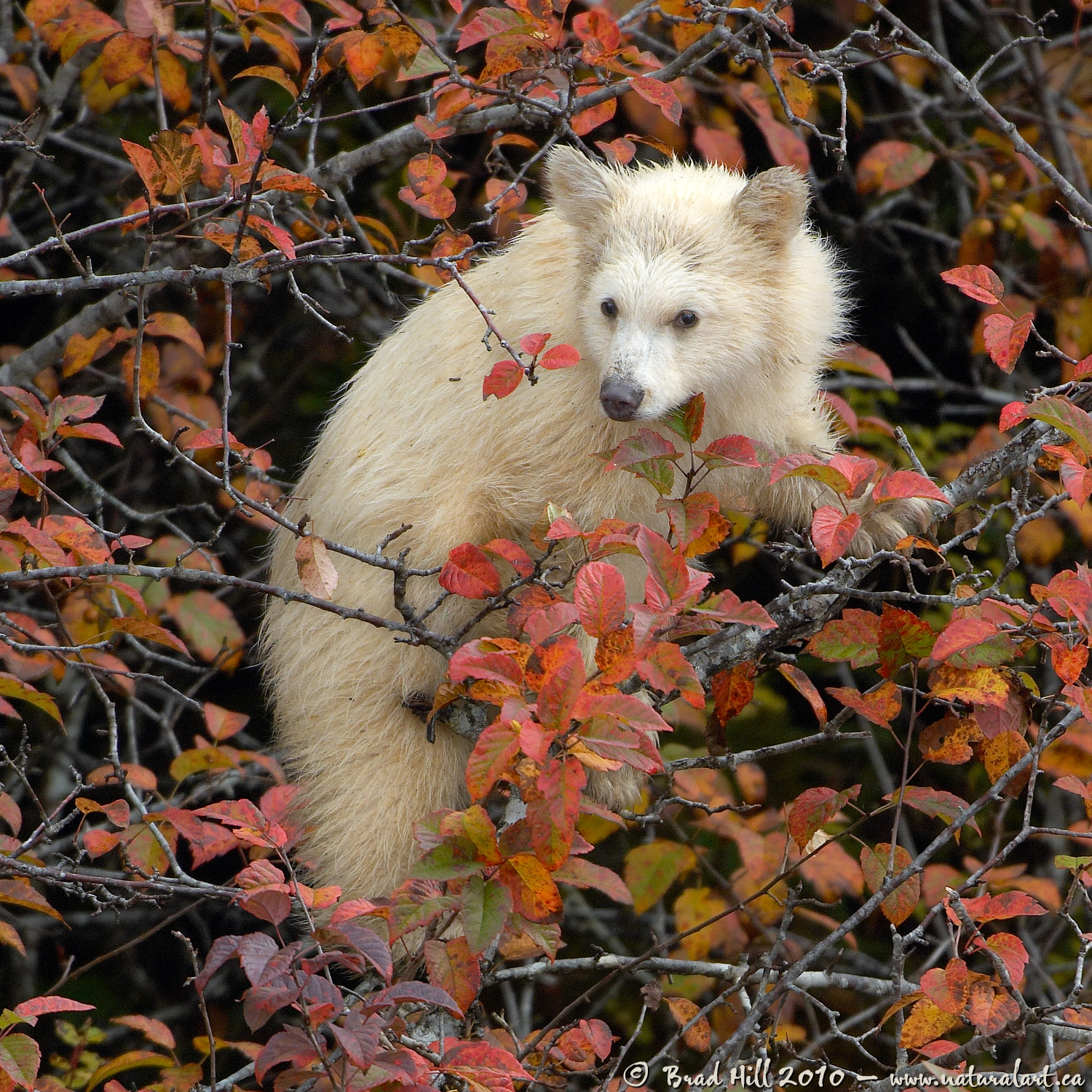 Kermode Cub in Fall Foliage