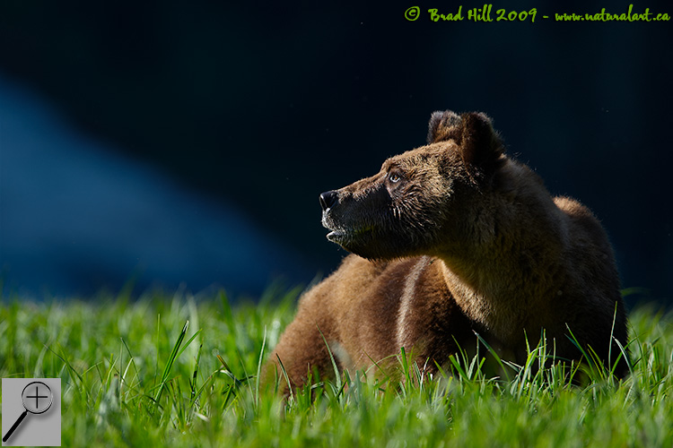 Simply a Griz...