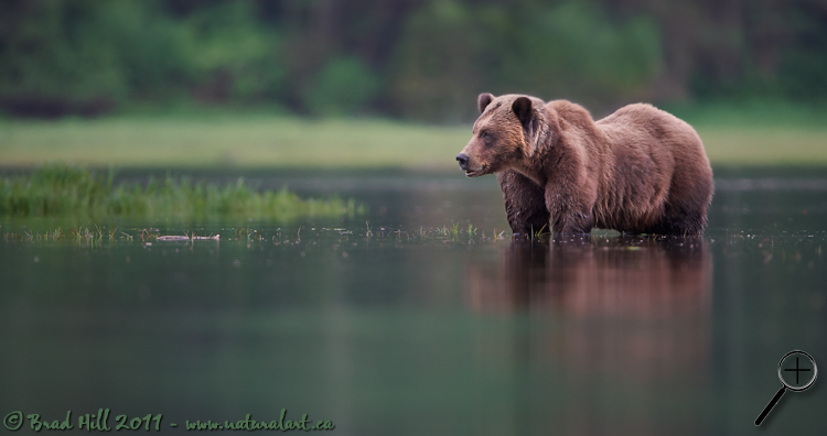 At Peace in the Great Bear Rainforest