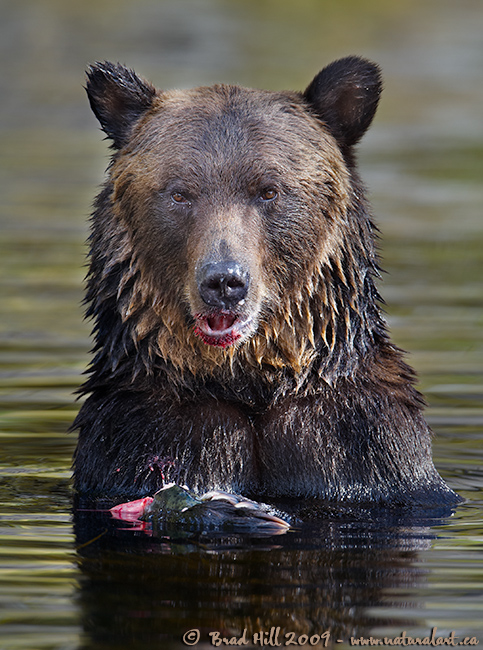 Wanna Share My Salmon?