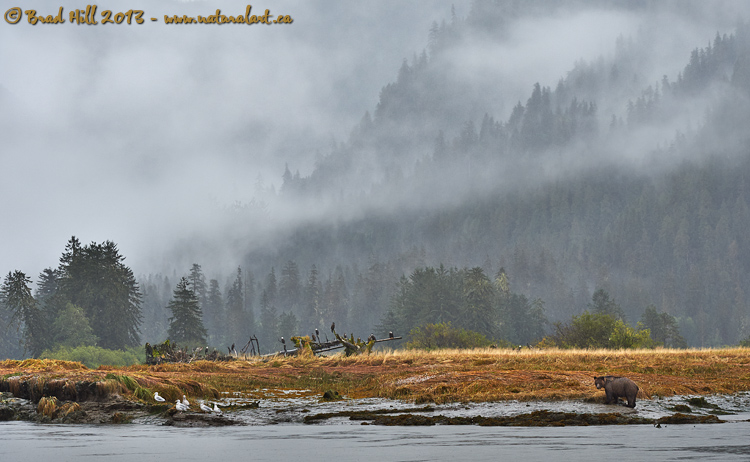 The Great Bear Rainforest - An Animalscape