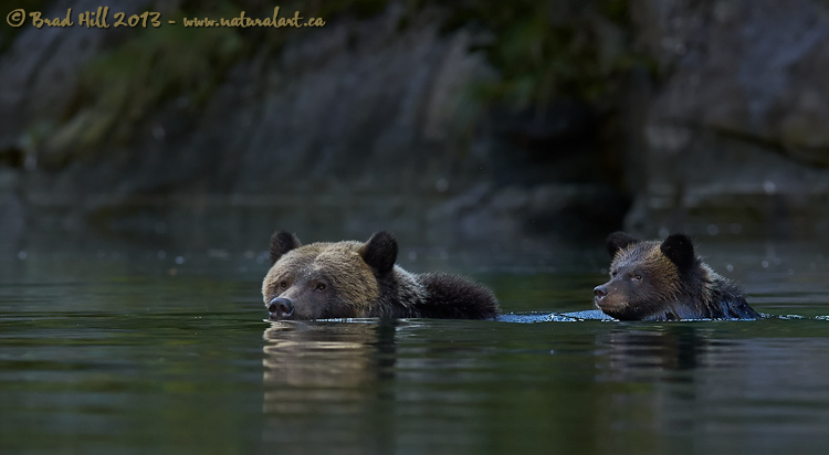 Evening Dip in the Great Bear Rainforest