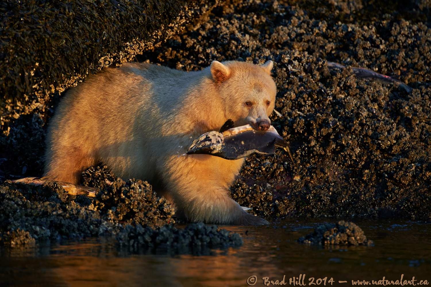 A Snack at Sunset